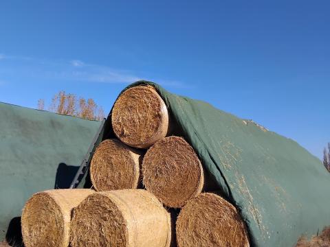 Rozs szalma eladó 120x150-es bálákban Rozs szalma eladó 120x150-es bálákban