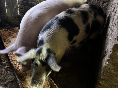 Sertés eladó – 2 db, csak egyben vihető Sertés eladó – 2 db, csak egyben vihető