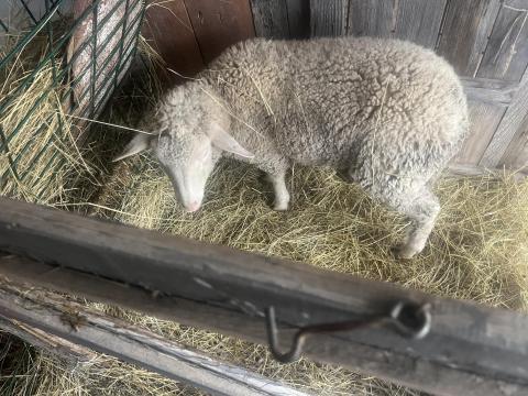 Merino bárány eladó Merino bárány eladó