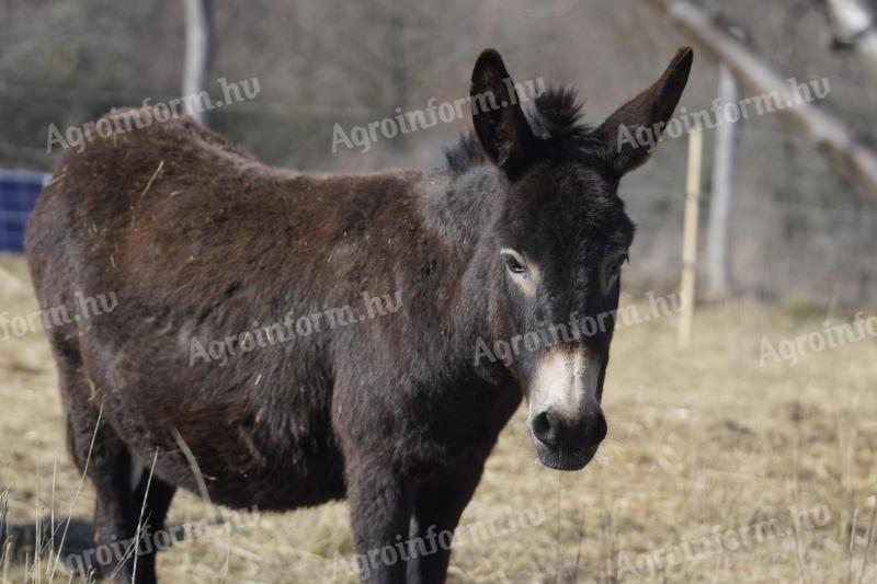 Magyar parlagi szamarak