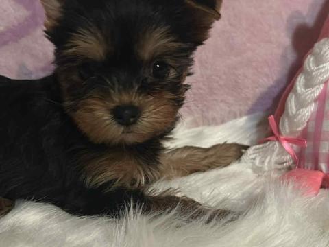 Törzskönyvezett Yorkshire terrier szuka kutya eladó