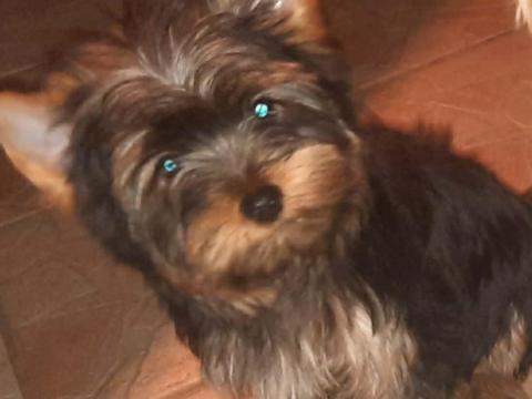 Törzskönyvezett Yorkshire terrier kan kiskutya eladó