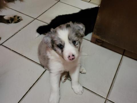 Szép, fajtatiszta jellegű border collie kölykök