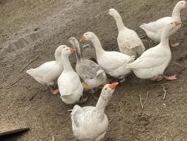 Eladó vagy cserélhető 9 db liba továbbtartásra vagy tojástermelésre (egyben)