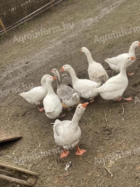 Eladó vagy cserélhető 9 db liba továbbtartásra vagy tojástermelésre (egyben)