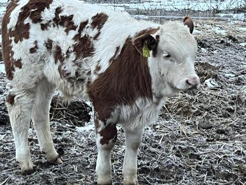 4 db borjú eladó 4 db borjú eladó