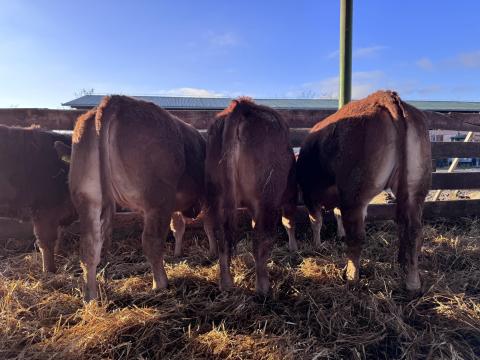 Limousin tenyészüszők eladók Limousin tenyészüszők eladók