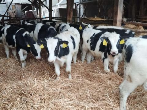 Bika Borjú Eladó Bika Borjú Eladó