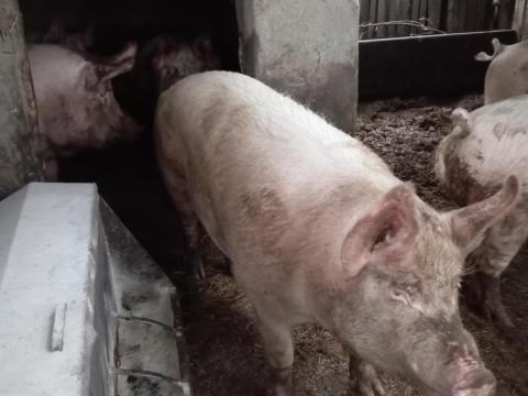 Sertések eladók Mórahalmon