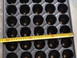 Palánta nevelő tálcák eladók