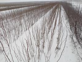 Akác csemete eladó