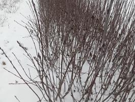 Fekete berkenye csemete eladó