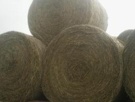 Eladó Lucerna Bála