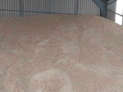 Kiváló minőségű MV Hópehely őszi zab eladó