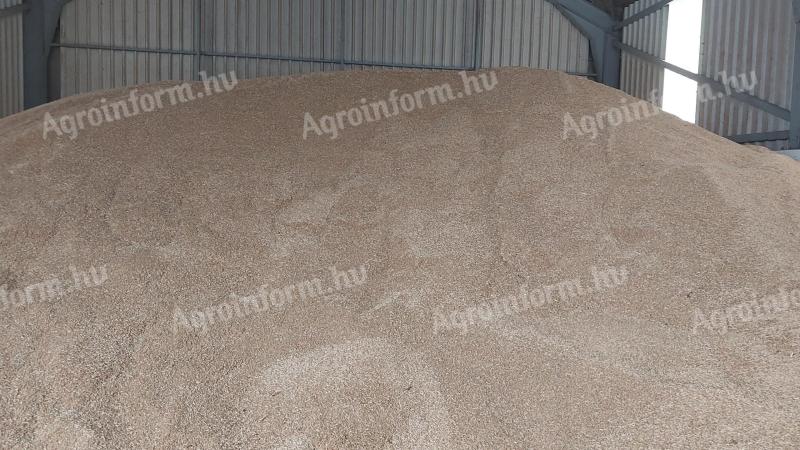 Kiváló minőségű MV Hópehely őszi zab eladó