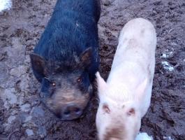 Ötezer forintos vietnámi csüngőhasú mix malacok eladók