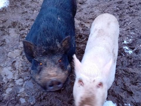 Ötezer forintos vietnámi csüngőhasú mix malacok eladók