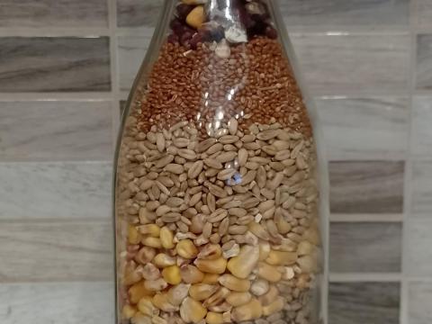 Szárított kukorica eladó – 2025-ös termés