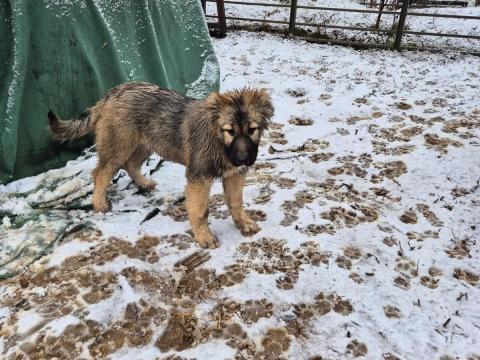 Kaukázusi juhász szuka ingyen elvihető