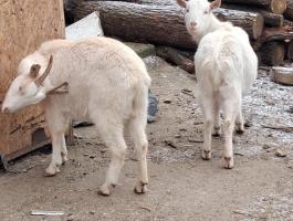 Eladó kecskék