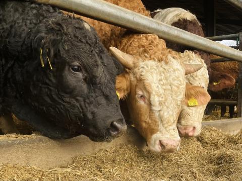 Szarvasmarha telepre munkatársat keresünk