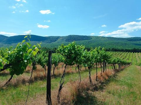 Eladásra kínálok Szendehelyen 11 700 m²-es szőlőültetvényt Eladásra kínálok Szendehelyen 11 700 m²-es szőlőültetvényt