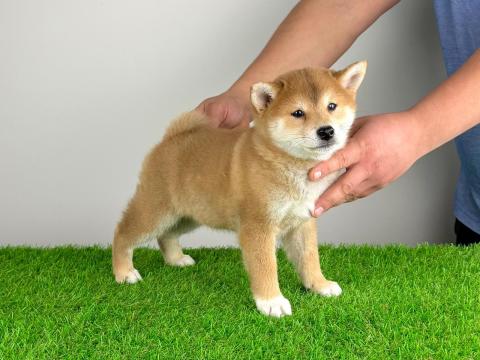 Törzskönyves Shiba Inu kiskutya