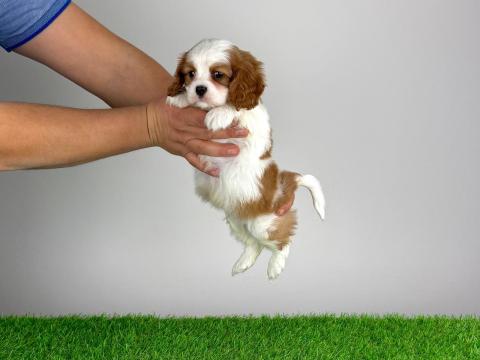 Törzskönyvea Cavalier King Charles Spániel kiskutya