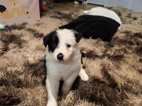 Border collie elvihető