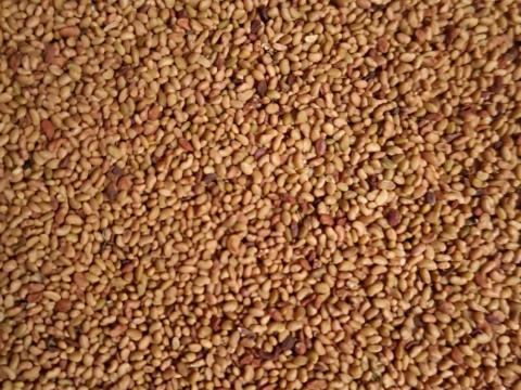 Szarvasi AS-1 típusú tisztított lucernamag eladó