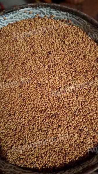 Szarvasi AS-1 típusú tisztított lucernamag eladó