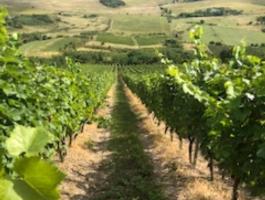 Szőlőterület eladó Olaszliszkán