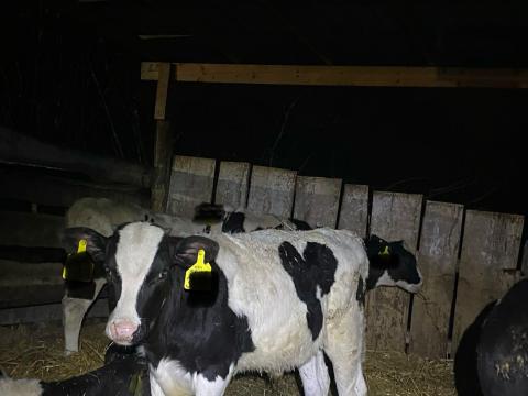 Holstein bikaborjak eladók