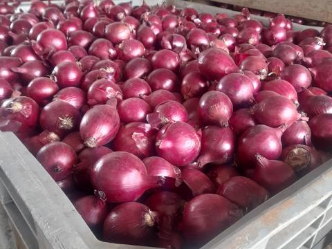 Lilahagyma eladó termelőtől