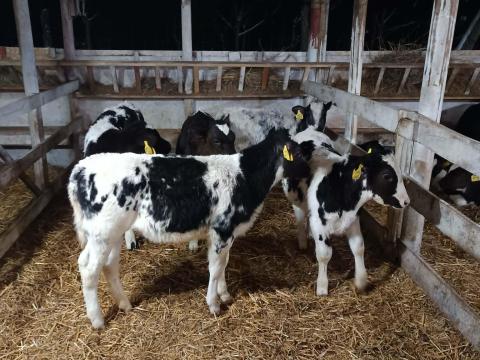 Kék belga X HF itatós és választott borjak Kék belga X HF itatós és választott borjak