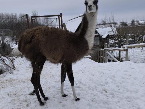 Láma kanca csikó szerető gazdit keres