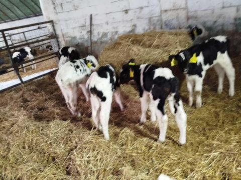 Eladó 10 db 3 hetes hf bikaborjú.