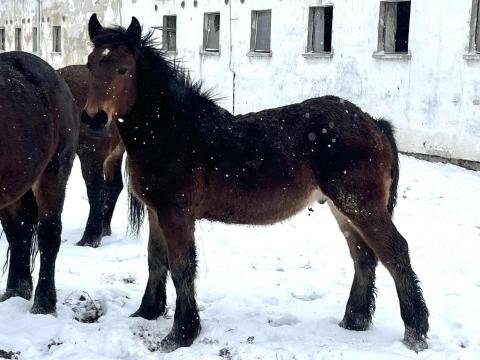 Magyar hidegvérű méncsikó eladó Magyar hidegvérű méncsikó eladó