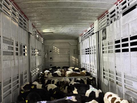 Calves Bulls Crossbred