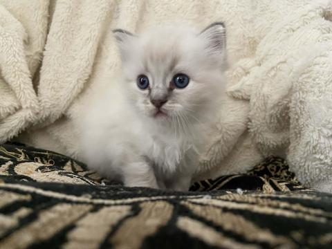 Ragdoll cica szerető gazdára vár Ragdoll cica szerető gazdára vár