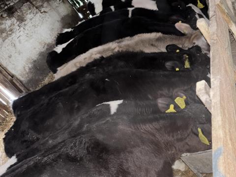 Eladó Holstein-fríz és Brown Swiss bika borjak