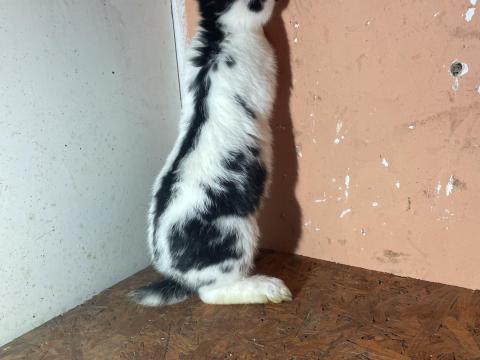 Német óriás jellegű nyulak eladók