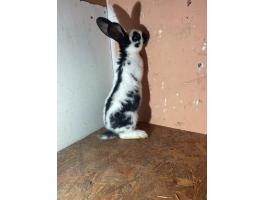 Német óriás jellegű nyulak eladók