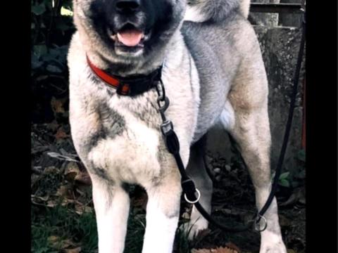 Törzskönyves Akita szuka keresi csalàdjàt