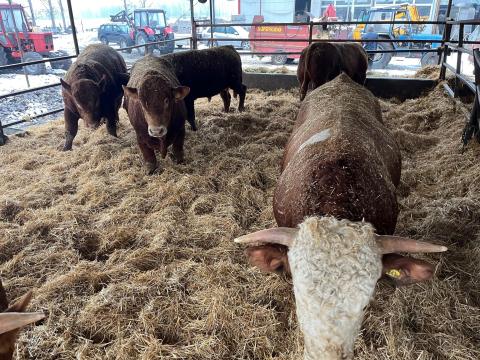 12 db 750kg-os bika eladó