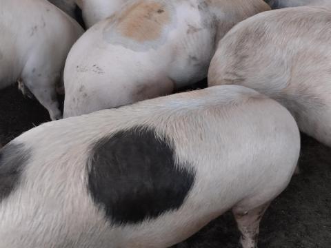 Tanyasi hízók eladók Tanyasi hízók eladók