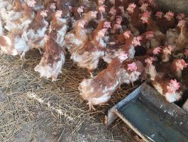 1 éves tojótyúk eladó