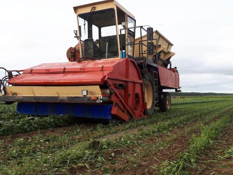 FMC GB2700 Bean Picker/Harvester for Green Beans, Butter Beans, Snap Beans, Sugar Snaps, Long Beans, Edamame