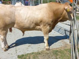 4 db Blonde d'Aquitaine tenyészbika eladó
