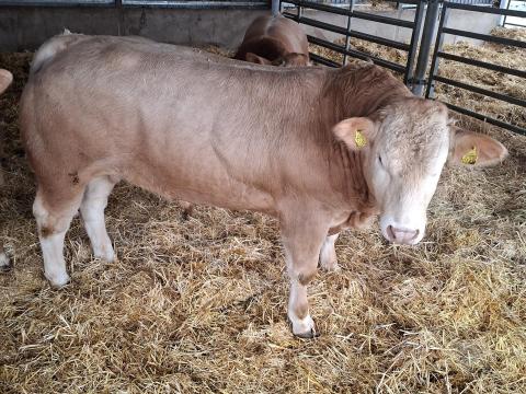 Blonde d' Aquitaine tenyészbika eladó